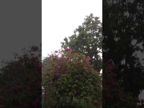 así llovió en el difícil Magdalena costa norte Colombia