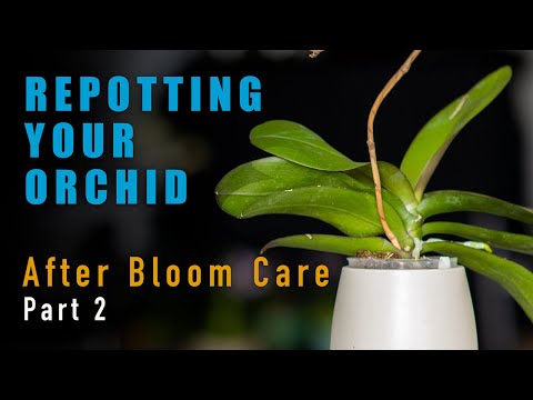 Repotting Your Orchid, How To Care For Your Phalaenopsis After The Bloom, Part 2,