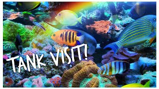 Adrian’s 500 Gallon Mixed Reef - Epic Aussie Tank Visit