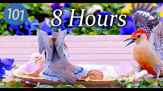 Uninterrupted CatTV 😻8 Hours of Close-up Birds 🐦 Spring ASMR Birds Easter