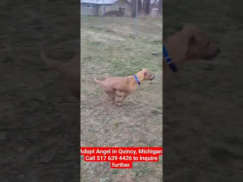 Angel--SEE VIDEO--IN TRAINING, an adoptable Boxer Mix in Quincy, MI_image-1