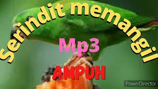 Download lagu Suara Serindit Memanggil Ampuh || Ampuh Memanggil Serindit liar mp3