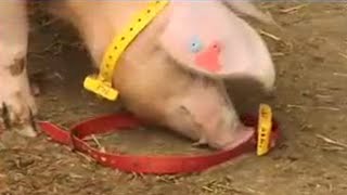 Свиньи хакеры