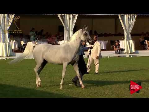 N.88 ZAGROBLA - 2017 Pride Of Poland - 11 Years Old and Olders Mares (Class 9)