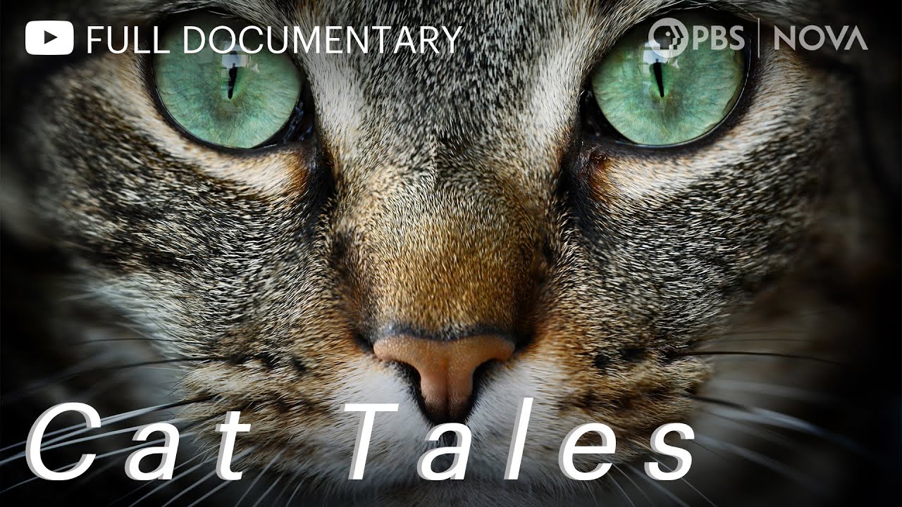 Cat Tales | Full Documentary | NOVA | PBS