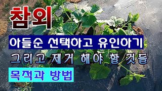 [텃밭농부 1,517]  참외 아들순 선택하고 유인하는 목적과 방법. #참외재배