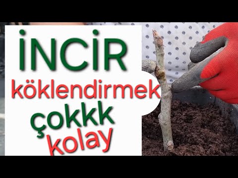 İNCİR nasıl köklendirilir? #incirağacı #tropikaltopraktv incir daldan köklendirme #dündaryıldız