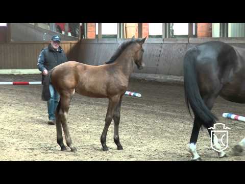 ODRZ156 Stutfohlen von Sandro Boy   Claudio   Sir Shostakovic xx