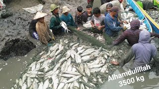 Download lagu 🇺🇸Harvest of milk fish mp3