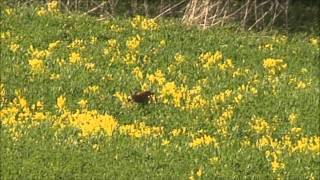 preview picture of video 'Spring in the Driftless Area in Wisconsin'