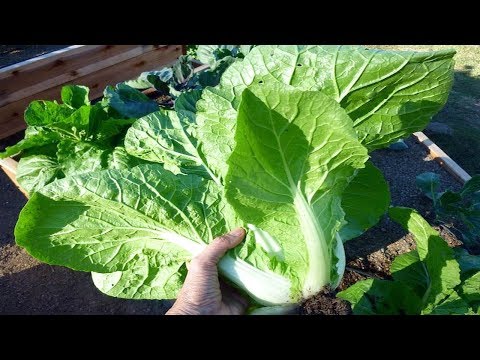 , title : 'Easy Tips to Grow Your Own Chinese or Napa Cabbage - Gardening Tips'