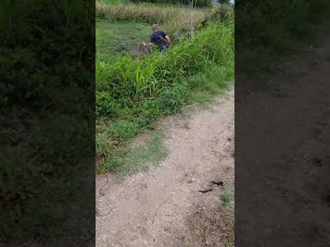 Catching Nutria Rat Bare Handed