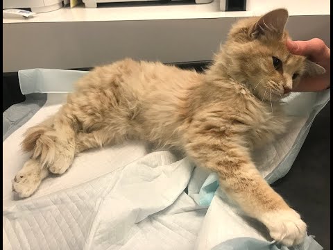 COPPER RECEIVED HIS LEG SURGERY BECAUSE OF YOUR SUPPORT! 🙌