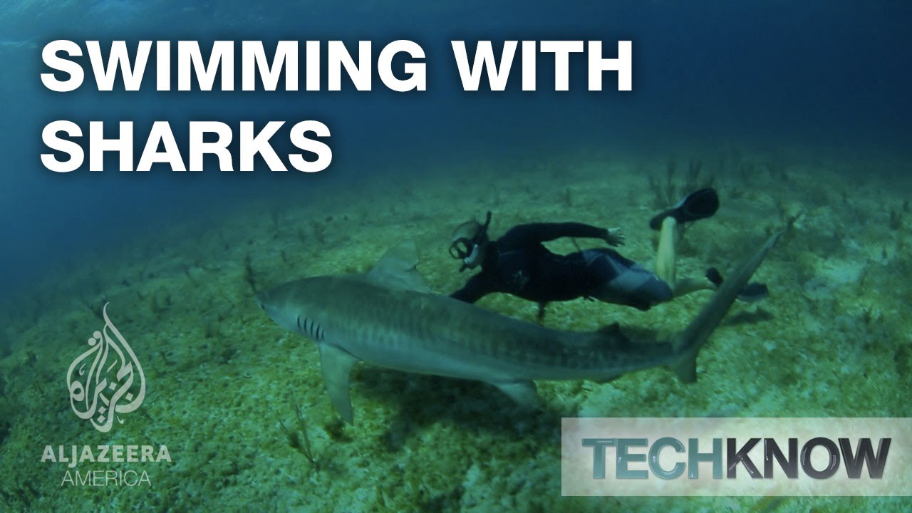 Swimming with Sharks - TechKnow