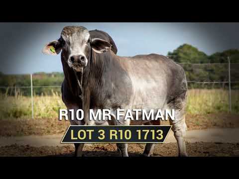 Au Albidus   Spogbul