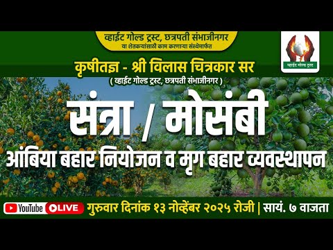 संत्रा व मोसंबी आंबिया बहार नियोजन व मृग बहार व्यवस्थापन