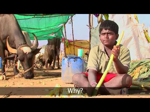 A Hope in Drought : Mann Deshi Cattle Camp