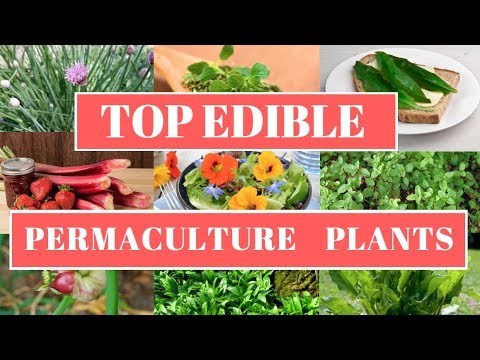 Top Edible Permaculture Plants List | Permaculture Design Principles | Starting an Orchard Part 2
