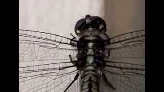 The Dave matthews band sings a Samples tune "NATURE" by S.Ke