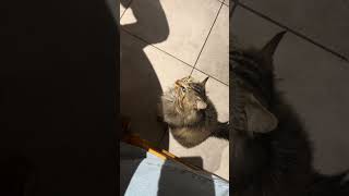 お腹空いたら喋るうちのネコちゃん🐈飯くれ保護猫フランスのお家🏠 #cat #france