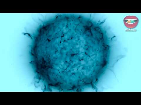 Tropar Flot - Quasar (Pakau Remix) | Naughty Pills