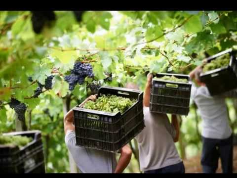 "Los Solitarios" de Chincha.... - Festival de la Cumbia Peruana - Vol 3.