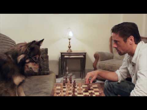 Canis Company Hunde Video Schach spielen