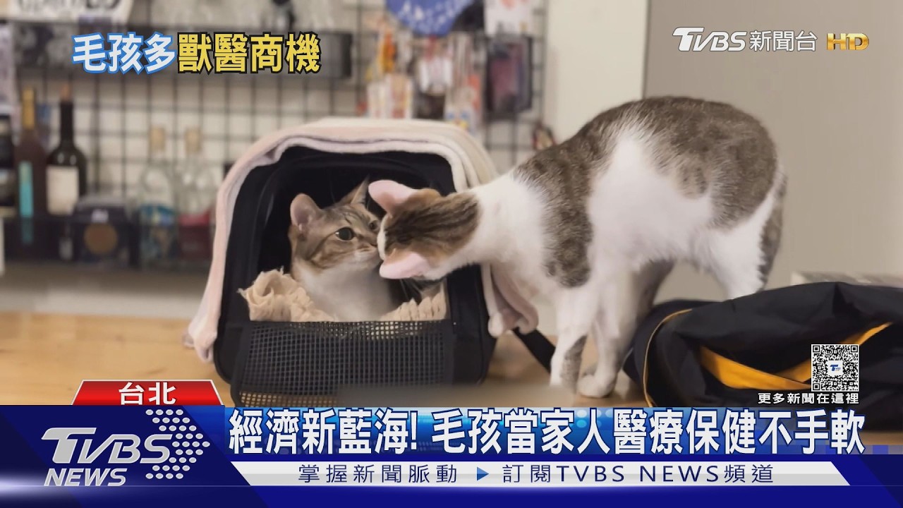 每3戶就1戶養寵物！毛孩年燒3萬　獸醫系成考生搶報熱門