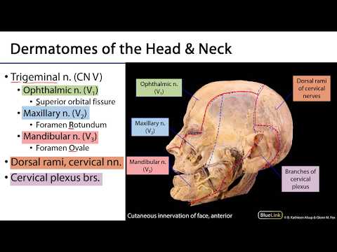 Face LO - Cutaneous Innervation