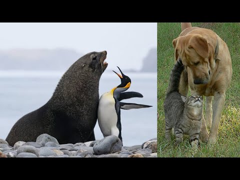 Great Animal Friendships