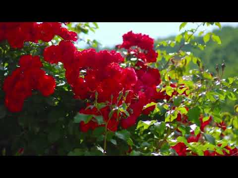 Cântare creștină cu versuri "Fii slăvit Isuse" - Mariana Someșan