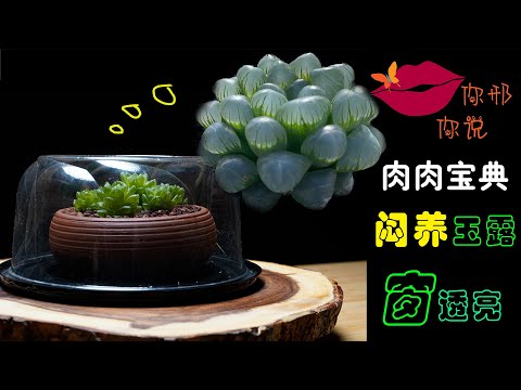 悶養玉露