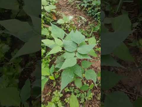 Proyecto: Producción de Abono Orgánico - Pulí Cundinamarca una Nueva Esperanza