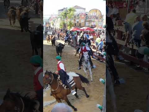 Entrada de Toiros na Moita 2024 #shorts #festacultural #moita #portugal