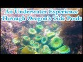 An Underwater Experience Through Oregon’s Tide Pools