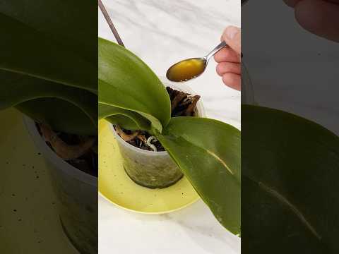 1 tablespoon is enough for the orchid to bloom again