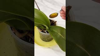 1 tablespoon is enough for the orchid to bloom again