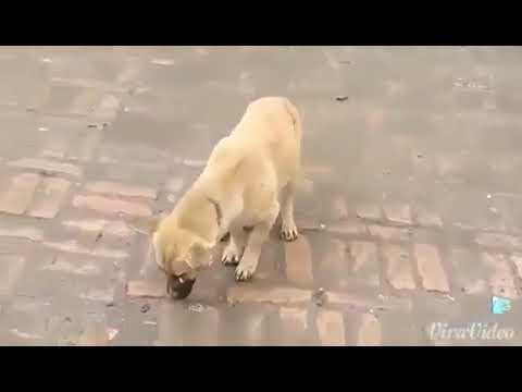 pashto dog dance nice