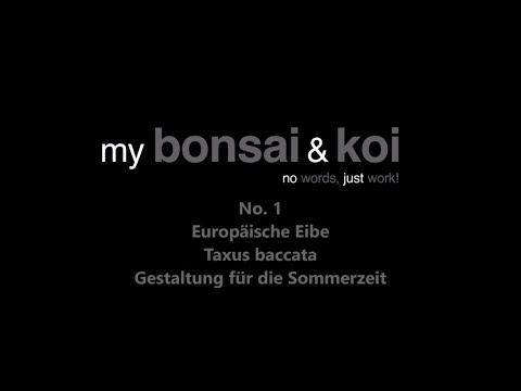Bonsai - no words, just work! - No.1 - Eibe - Taxus baccata - Gestaltung für die Sommerzeit