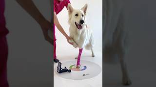 Download lagu WIMBA Scan revolution #orthotics #vet #dog #pets #doglover #braces mp3 Download lagu WIMBA Scan revolution #orthotics #vet #dog #pets #doglover #braces mp3