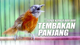 Download lagu TEPUS KEPALA ABU NEMBAK PANJANG mp3 Download lagu TEPUS KEPALA ABU NEMBAK PANJANG mp3