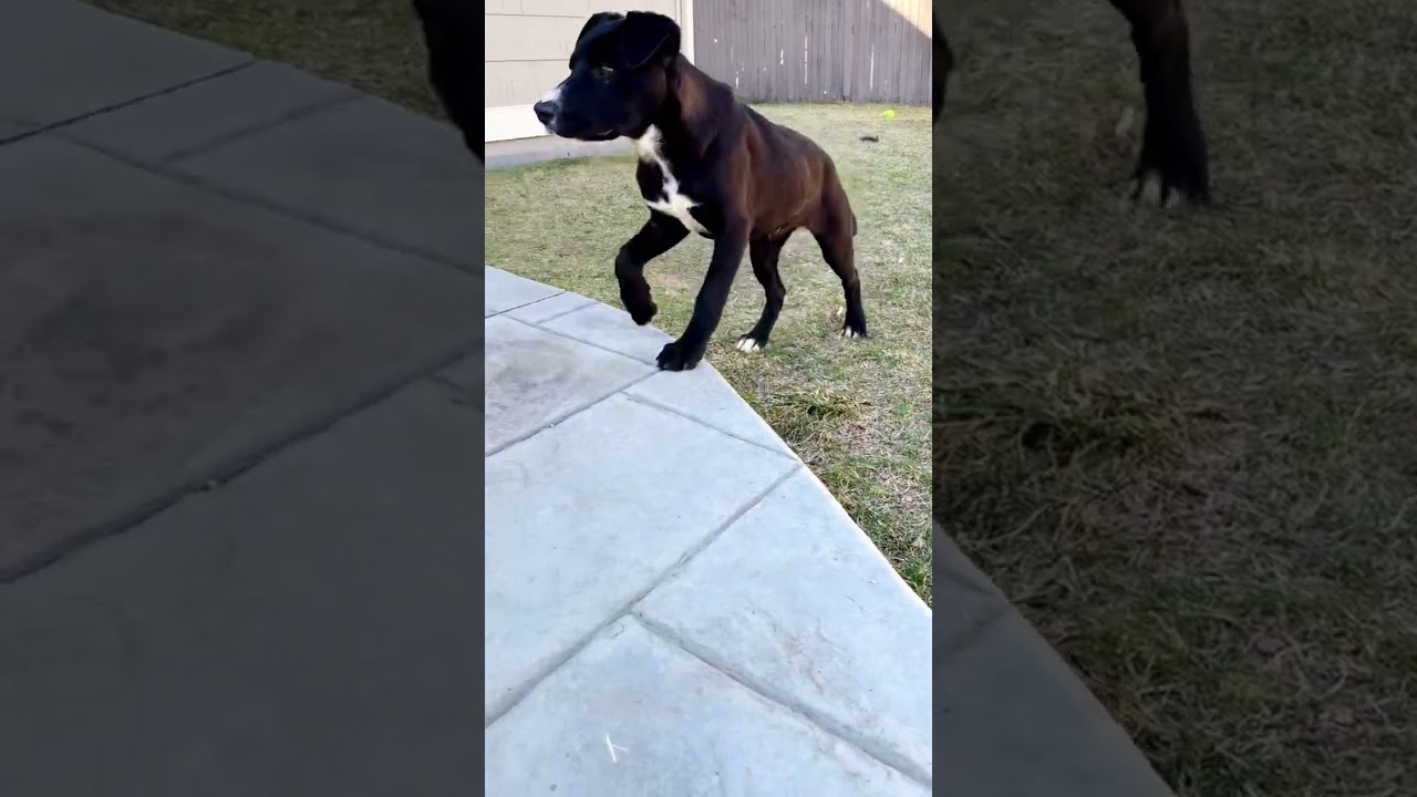 Enlarge Fiona, a ADOPTABLE mixed breed in Fort Collins, CO video 4/4