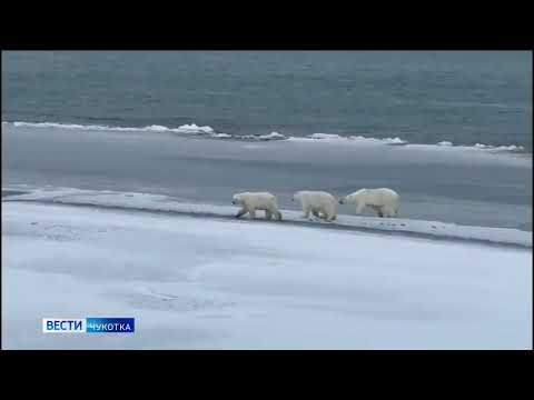 Белые медведи зашли в Певек