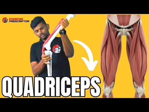 Quadriceps muscle  Anatomy and Function Muscle Knowledge Series