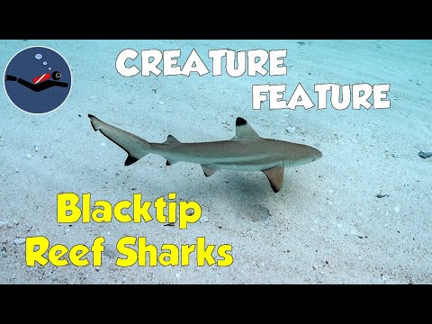 Blacktip Reef Sharks of Koh Phi Phi (juveniles)