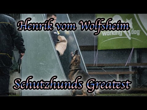 Schutzhunds Greatest Dogs *Henrik vom Wolfsheim*