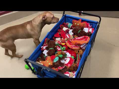 Letting Rescue Dogs Pick Out Their Holiday Gifts - A Holiday Thank You
