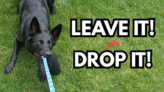 Leave It or Drop It? You’re Probably Using These Dog Training Cues Wrong…