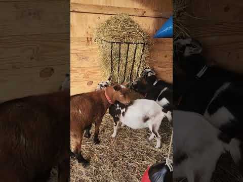 Noshin on some hayyyyyyy