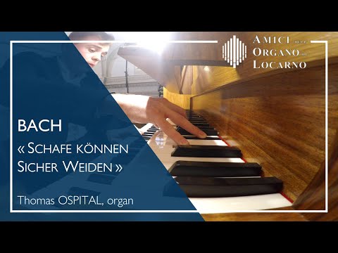 J.S. Bach: Schafe können sicher weiden BWV 208 - Thomas Ospital | AOL live 2019